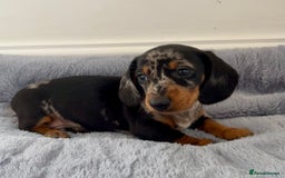 Miniature Dachshund dogs for sale: Miniature Dachshund puppies  - Image 7