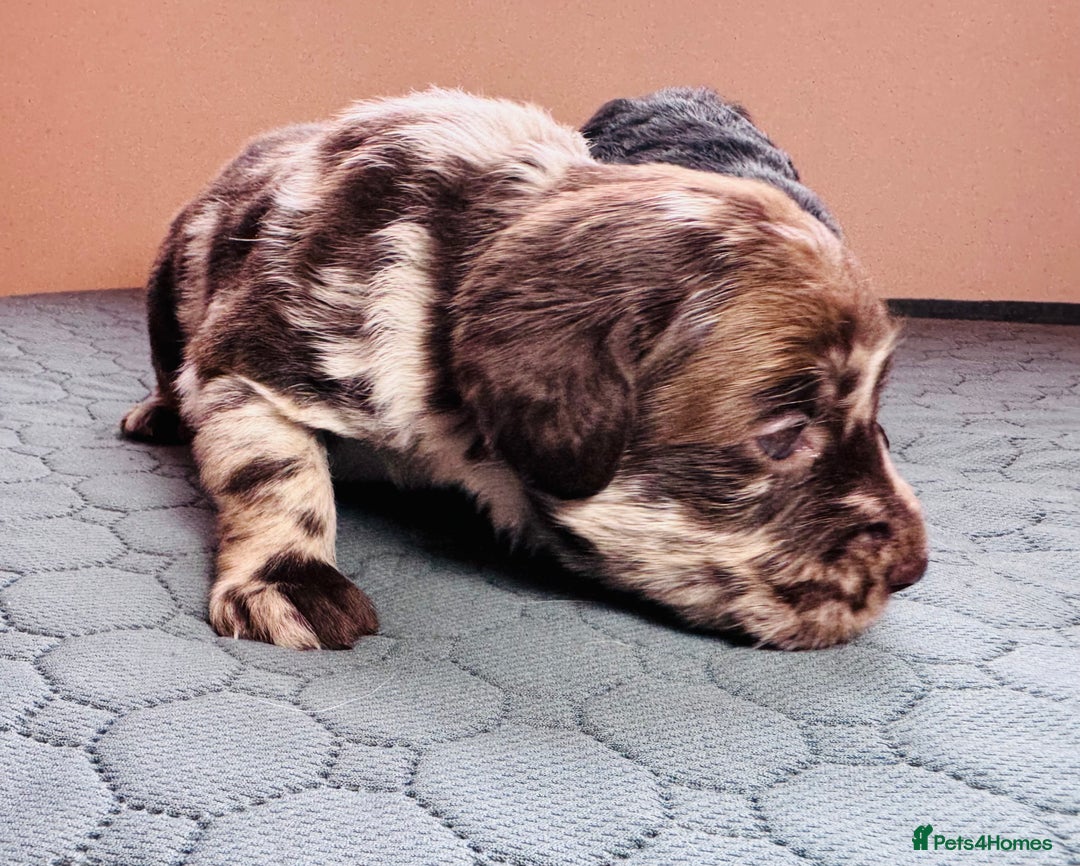 Labradoodle dogs for sale: Chocolate & chocolate Merle Miniature Labradoodles - Advert 4