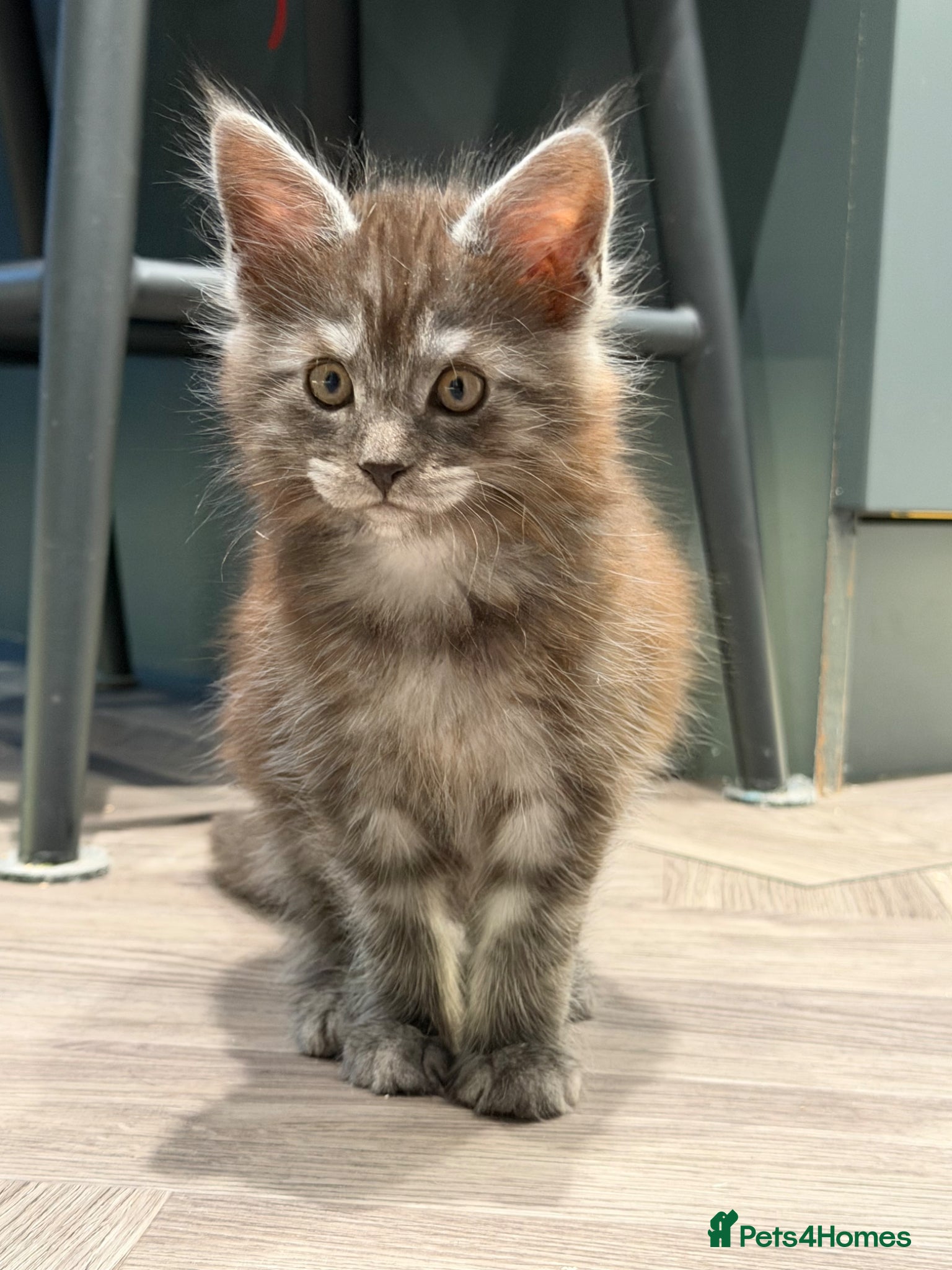 Maine Coon cats 1 Main coon kittens  - Advert 1