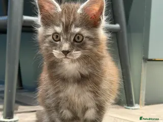 Maine Coon cats 1 Main coon kittens - Advert 1