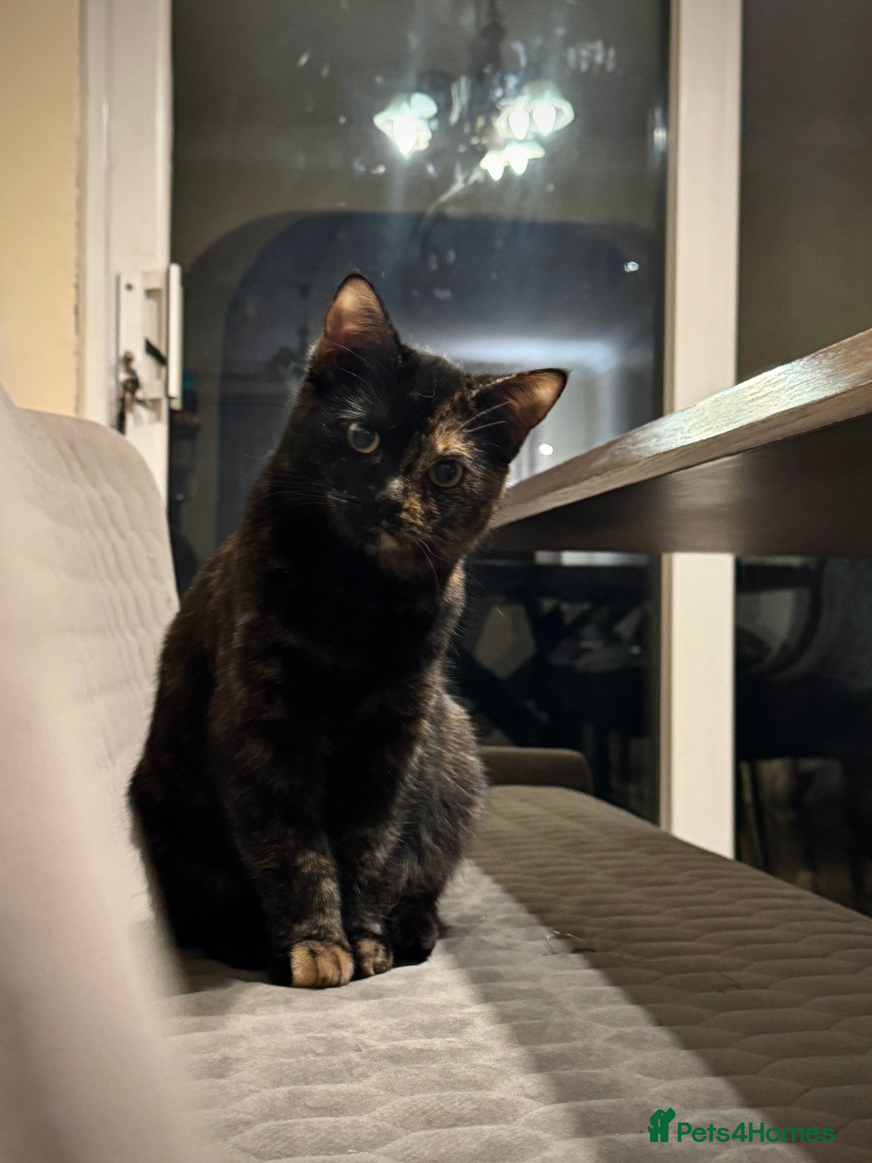 Mixed Breed cats Mixed, tortoise shell, ragdoll kittens - Advert 1