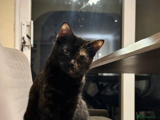 Mixed Breed cats Mixed, tortoise shell, ragdoll kittens - Advert 5