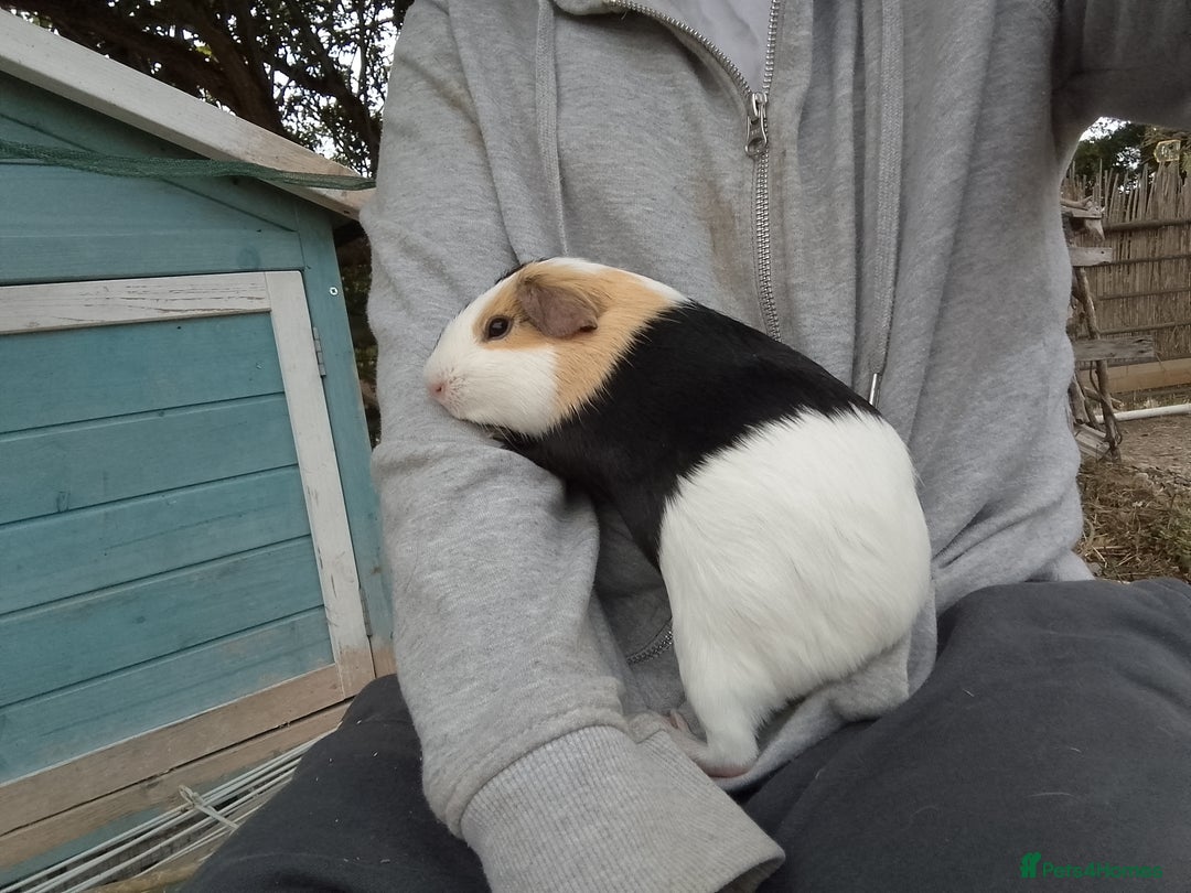 Guinea Pig rodents for sale: 2 bonded female  guinea pigs for sale  - Image 5