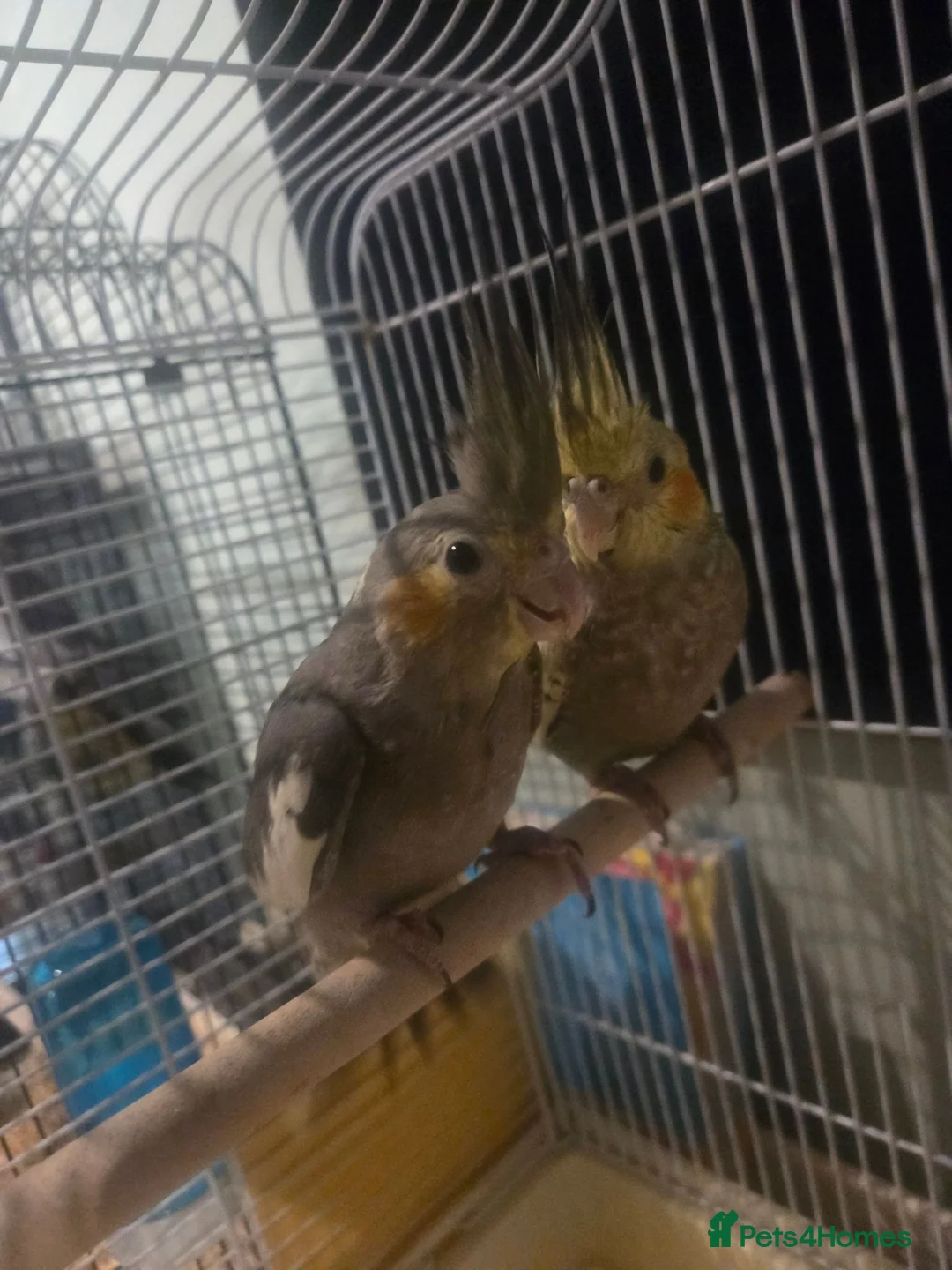 Cockatiels birds for sale: Hand tame cocktails  in Pontefract - Advert 2