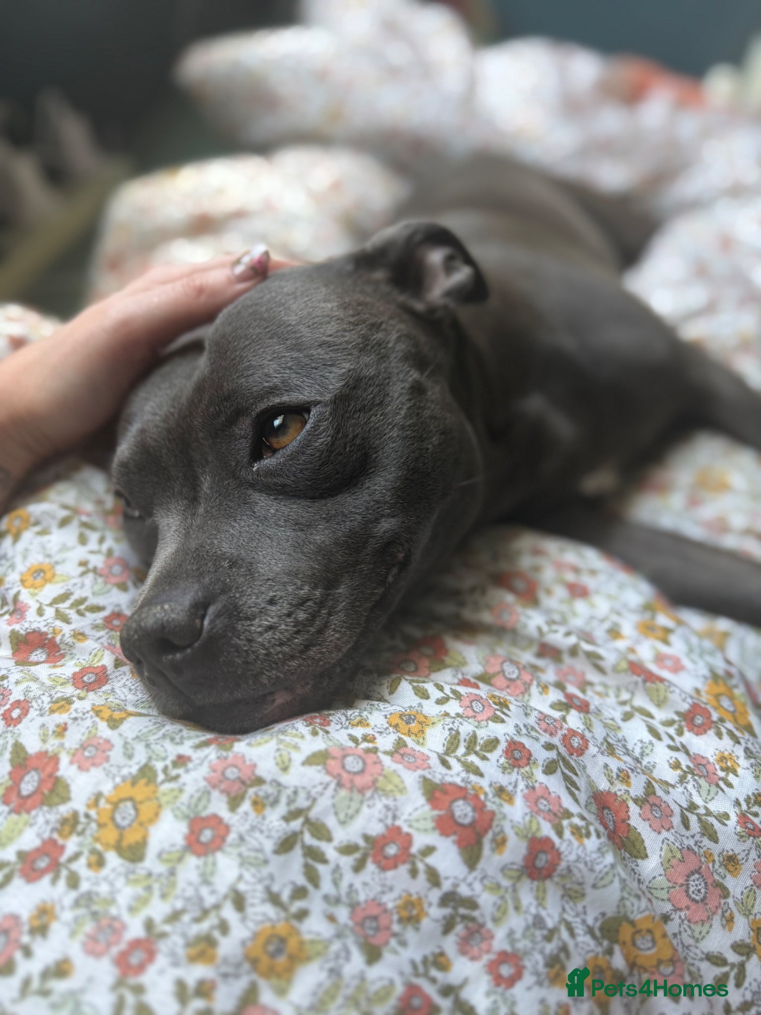 Staffordshire Bull Terrier dogs Stunning KC Registered Blue Staffs - Advert 3