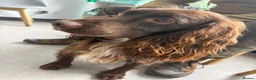Cocker Spaniel dogs for sale: Liver (Chocolate) Working Cocker Spaniel Puppies  in Stourbridge - Advert 7