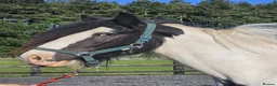 Irish Cob horses for sale: Summer project  - Advert 9