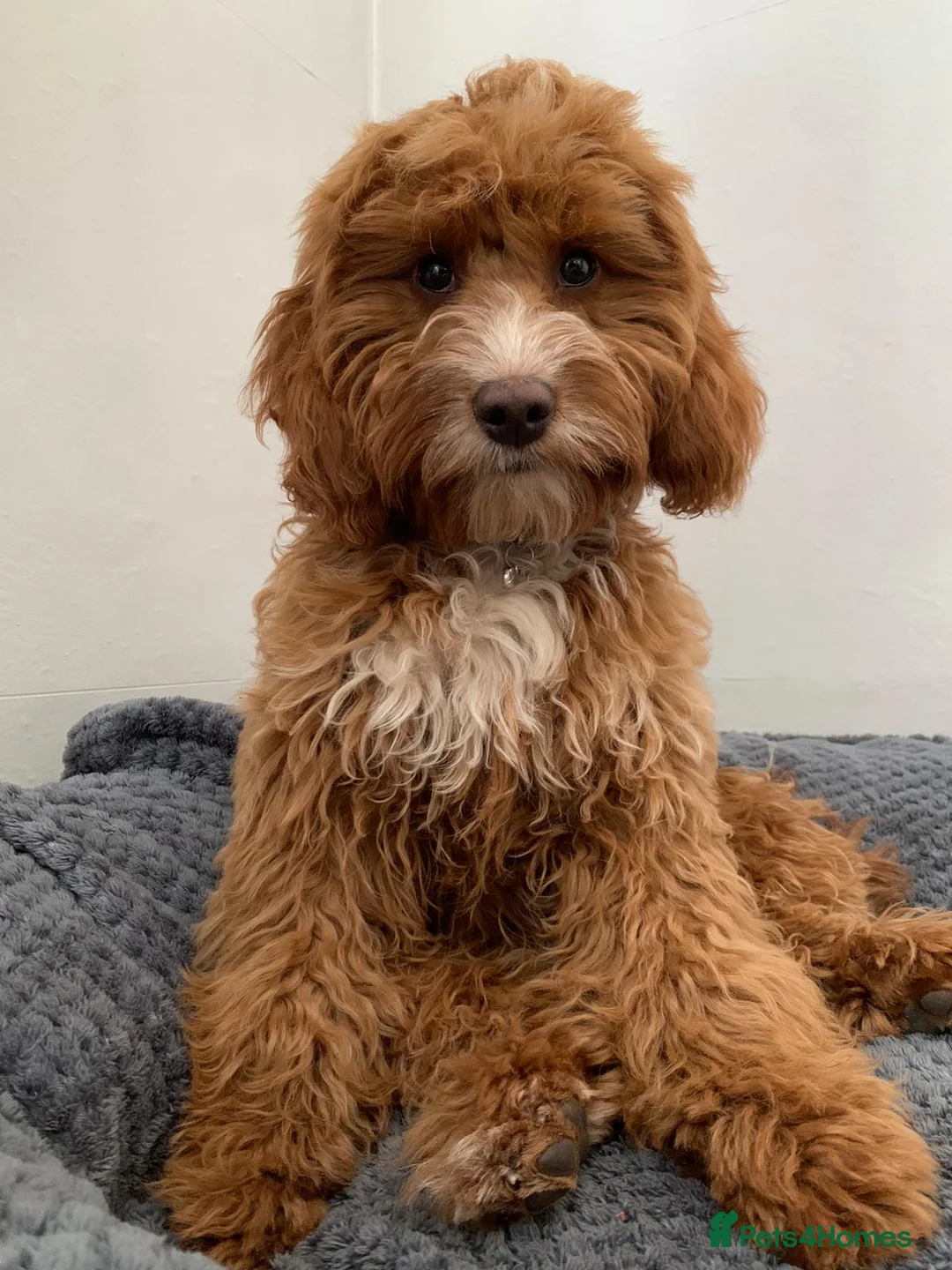 Toy Poodle dogs for stud: Proven red toy poodle For stud  ( Health tested )  in Rotherham - Advert 29