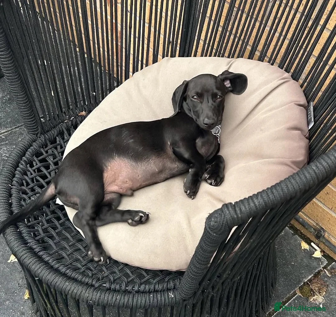 Miniature Dachshund dogs for stud: Fully black miniature dashound stud in Wigan - Advert 2
