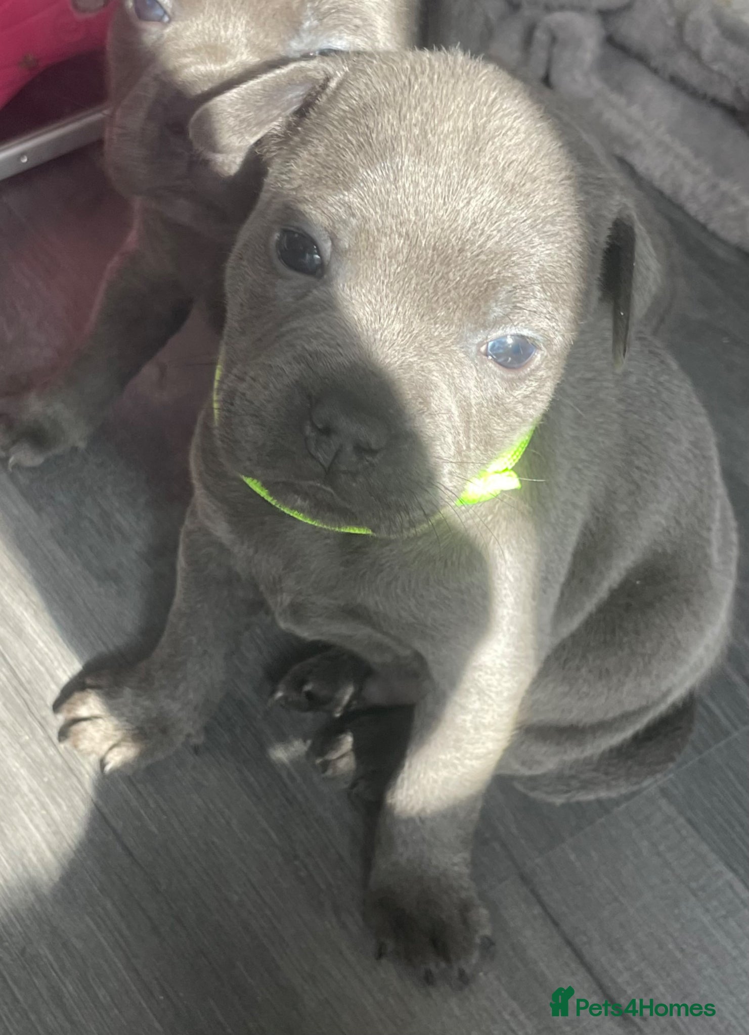 Staffordshire Bull Terrier dogs 7 beautiful KC staffy puppy’s  - Advert 10