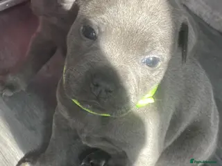 Staffordshire Bull Terrier dogs 7 beautiful KC staffy puppy’s - Advert 10