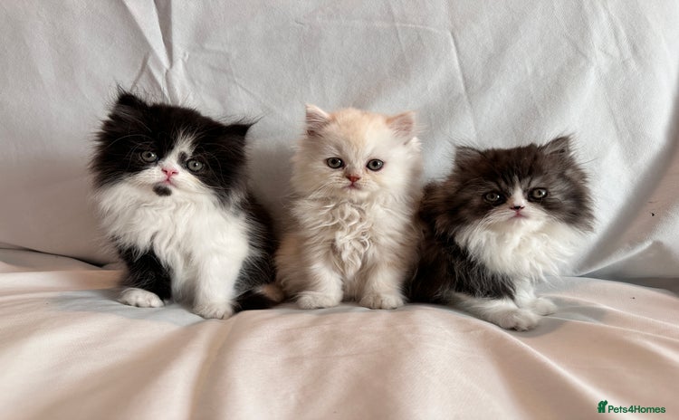Persian cats - Advert 3