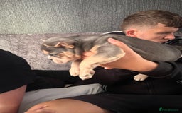 Mixed Breed dogs for sale: Beautiful female puppy ready today  - Image 29