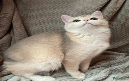 British Shorthair cats for sale: Older rare goldens n c/points 🐱   in Ashton-under-Lyne - Advert 26