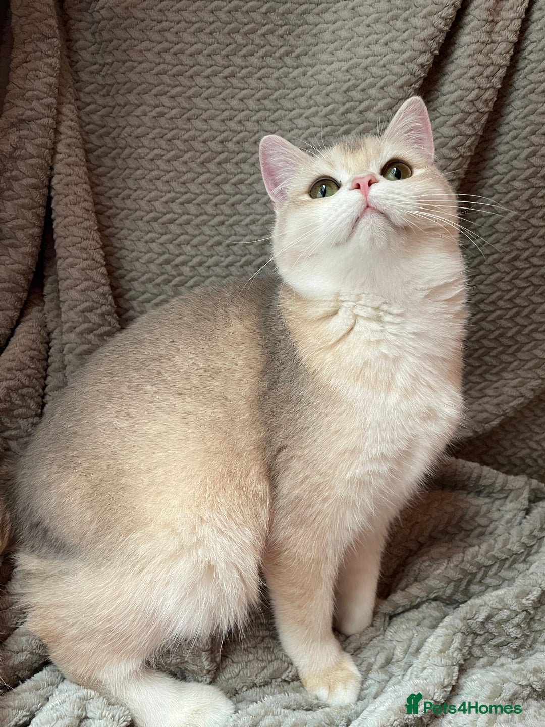 British Shorthair cats for sale: Older rare goldens n c/points 🐱   in Ashton-under-Lyne - Advert 26