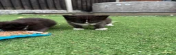 Ragdoll cats for sale: Ragdoll x - Advert 5