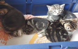 Mixed Breed cats for sale: Cute kittens  - Image 7