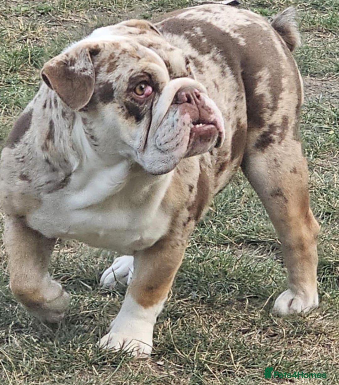 English Bulldog dogs for sale: English bulldog female  - Image 4