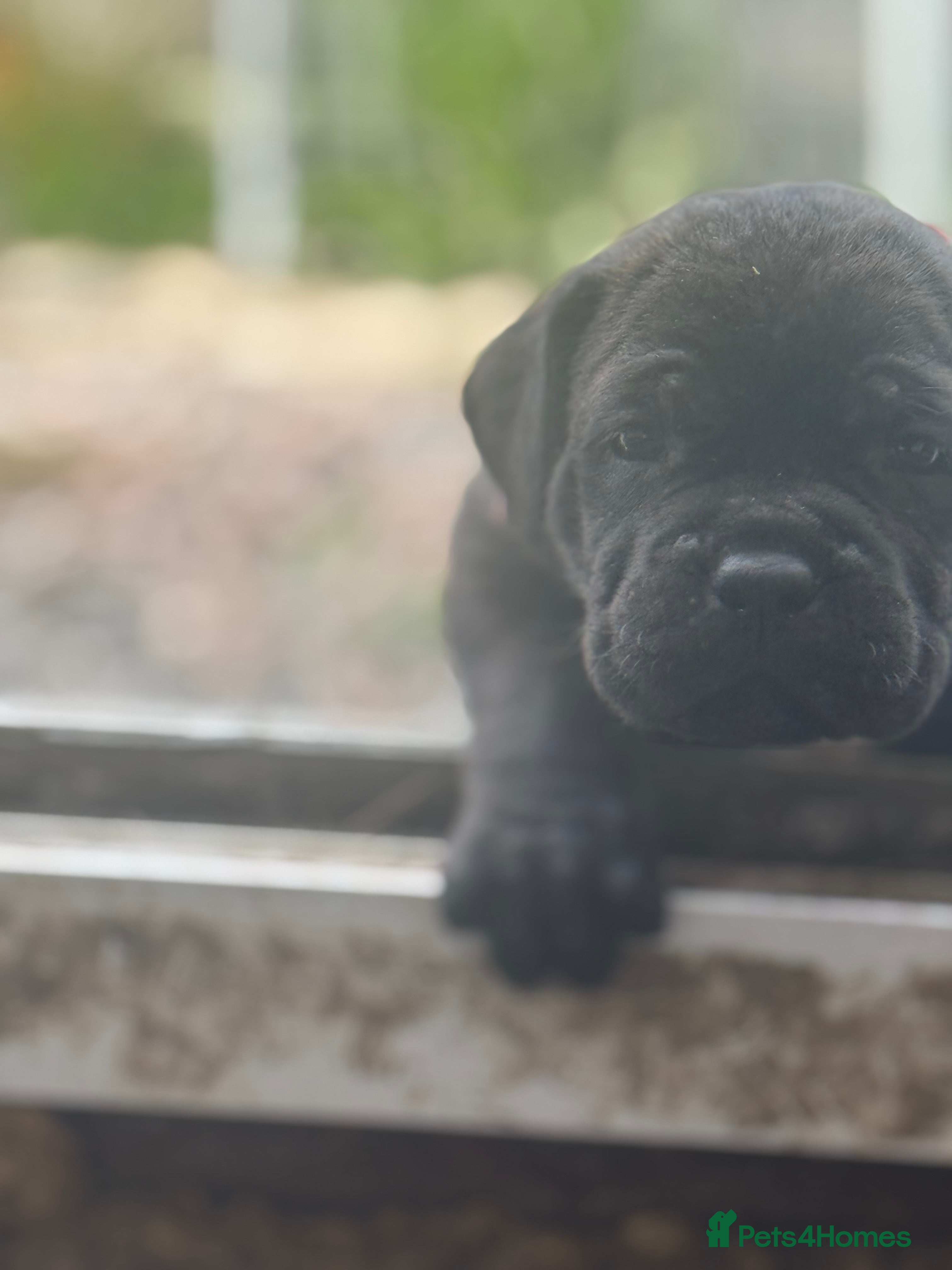 Cane Corso dogs Cane corso litter  - Advert 2