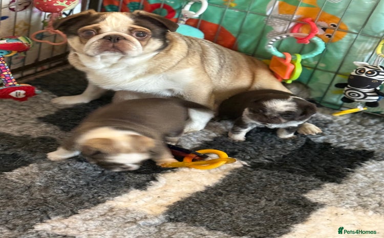 Pug dogs - Advert 1