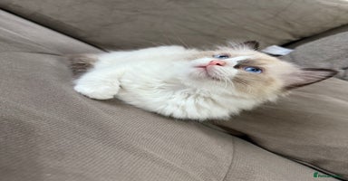 Ragdoll cats - Advert 1
