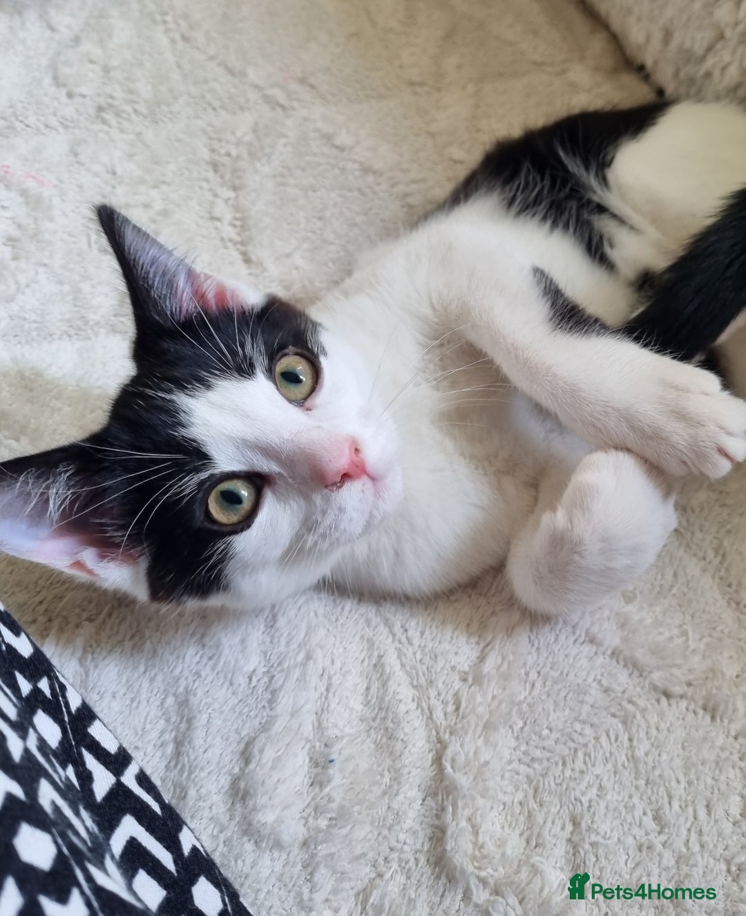 Mixed Breed cats for sale: 1 girl left of litter, ready for new home.  - Image 1