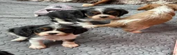 Cavalier King Charles Spaniel dogs for sale: Cavalier King Charles Spaniels  - Advert 19