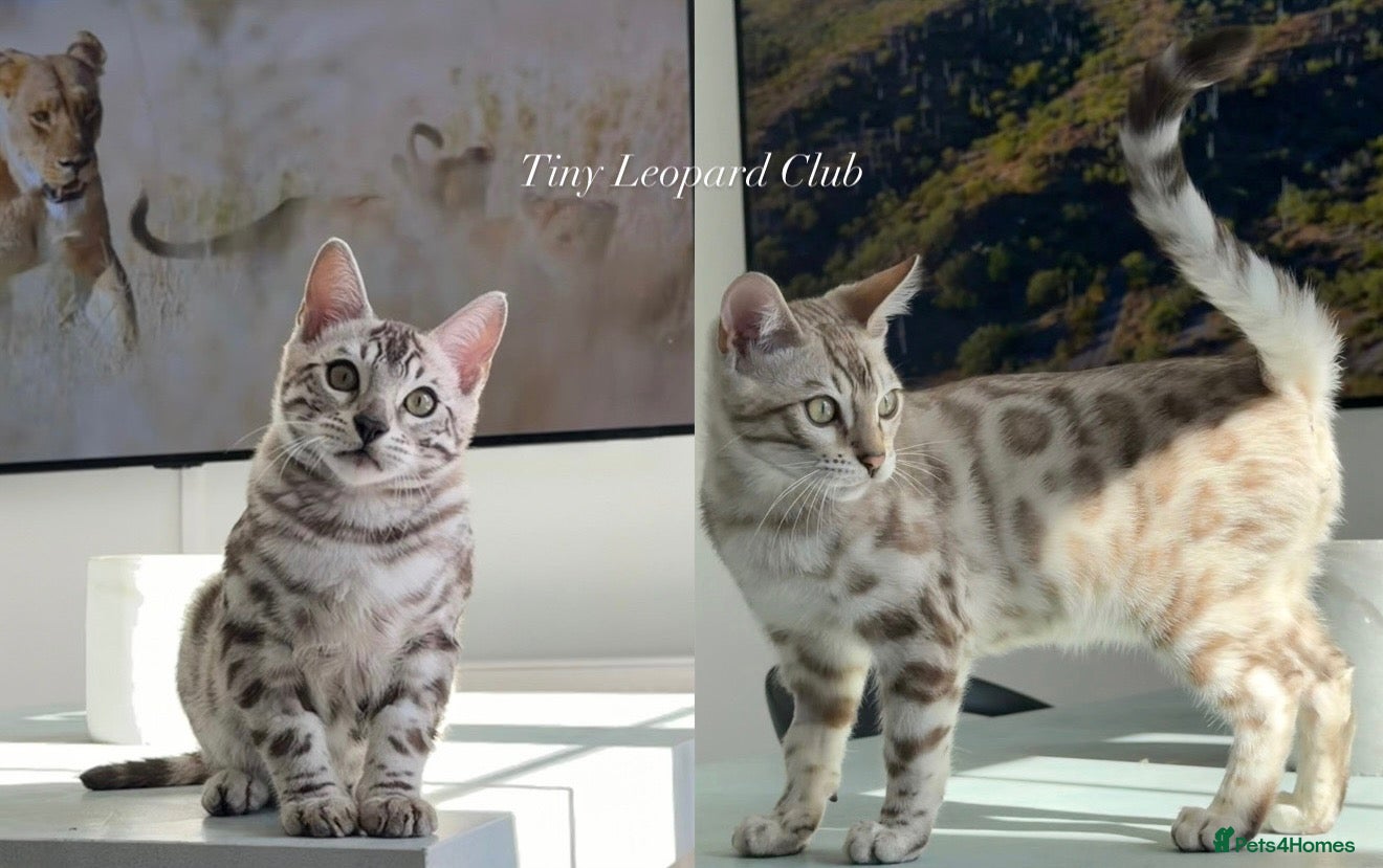 Bengal cats Last Two Boys! Snow Bengals - TICA Full Pedigree  - Advert 9