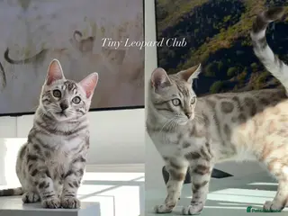 Bengal cats Last Two Boys! Snow Bengals - TICA Full Pedigree - Advert 9