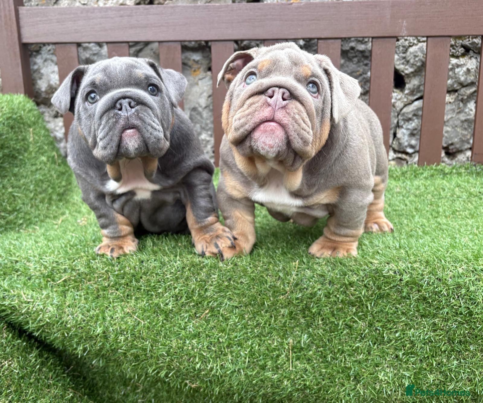 English Bulldog dogs Ready today KC Registered English bulldogs  💙❤️ - Advert 8