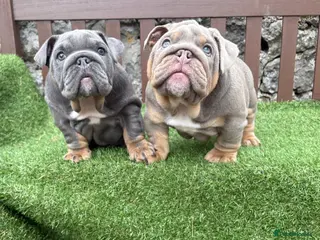 English Bulldog dogs Ready today KC Registered English bulldogs 💙❤️ - Advert 8