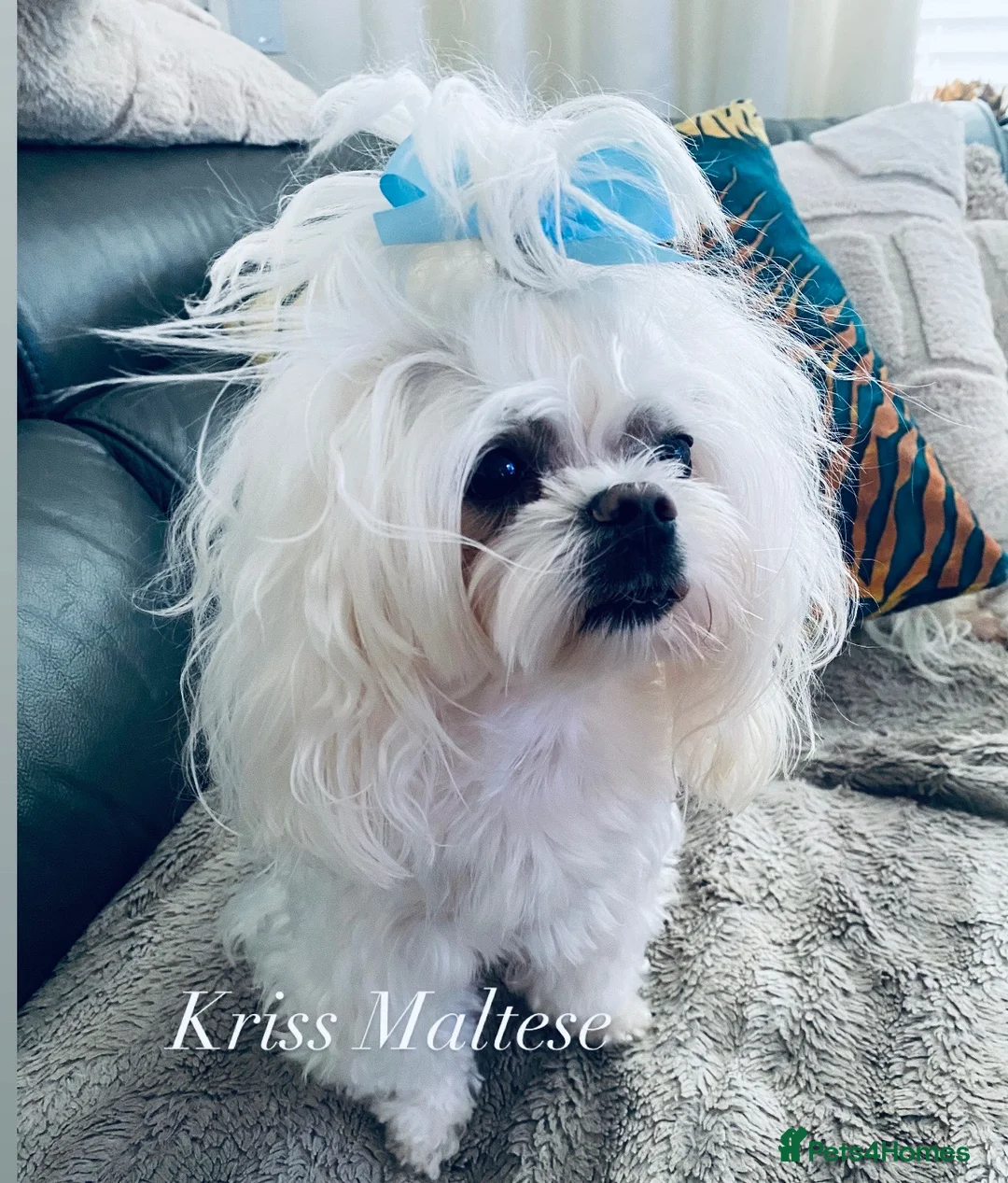 Maltese dogs for stud: 🌟Stunning KC Reg Korean Maltese boy for STUD - Advert 2