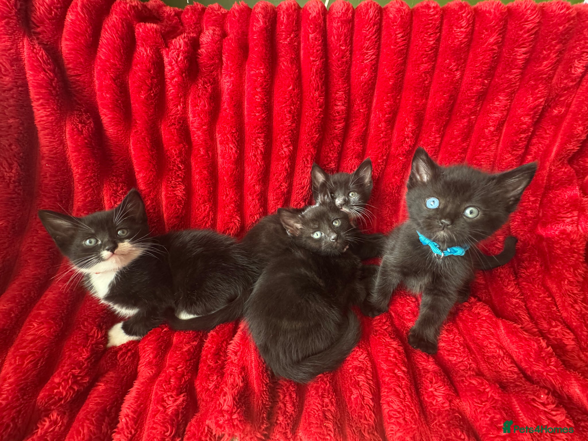 Mixed Breed cats Beautiful blacks looking for loving families - Advert 1