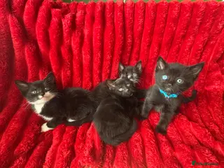 Mixed Breed cats Beautiful blacks looking for loving families - Advert 1