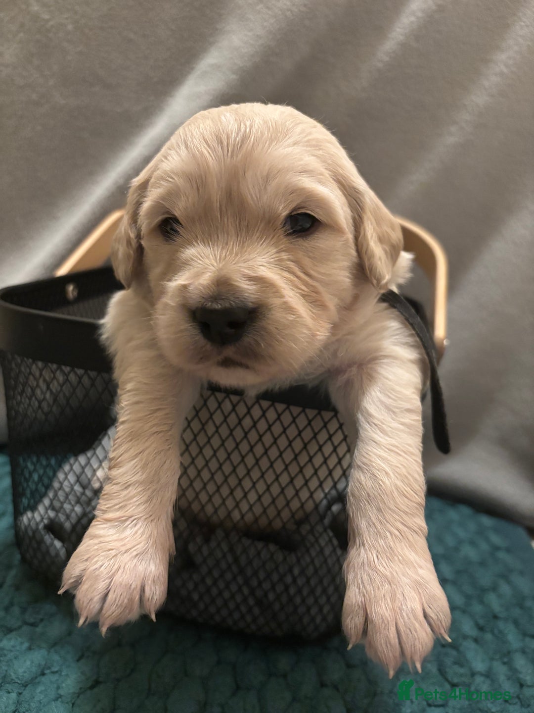 Golden Retriever dogs for sale: Golden Retriever Puppies for Sale - Advert 9