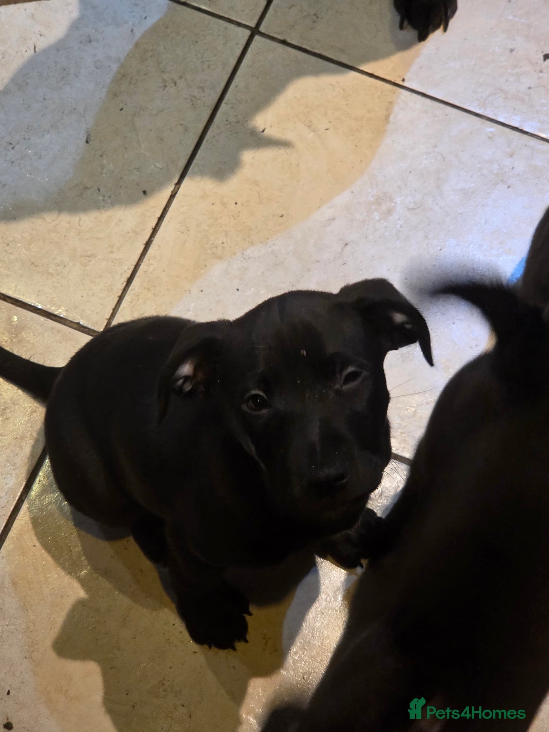 Mixed Breed dogs for sale: Chaffie Pups - Advert 8