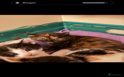 Mixed Breed cats for sale: 2 sweet kittens  - Image 7