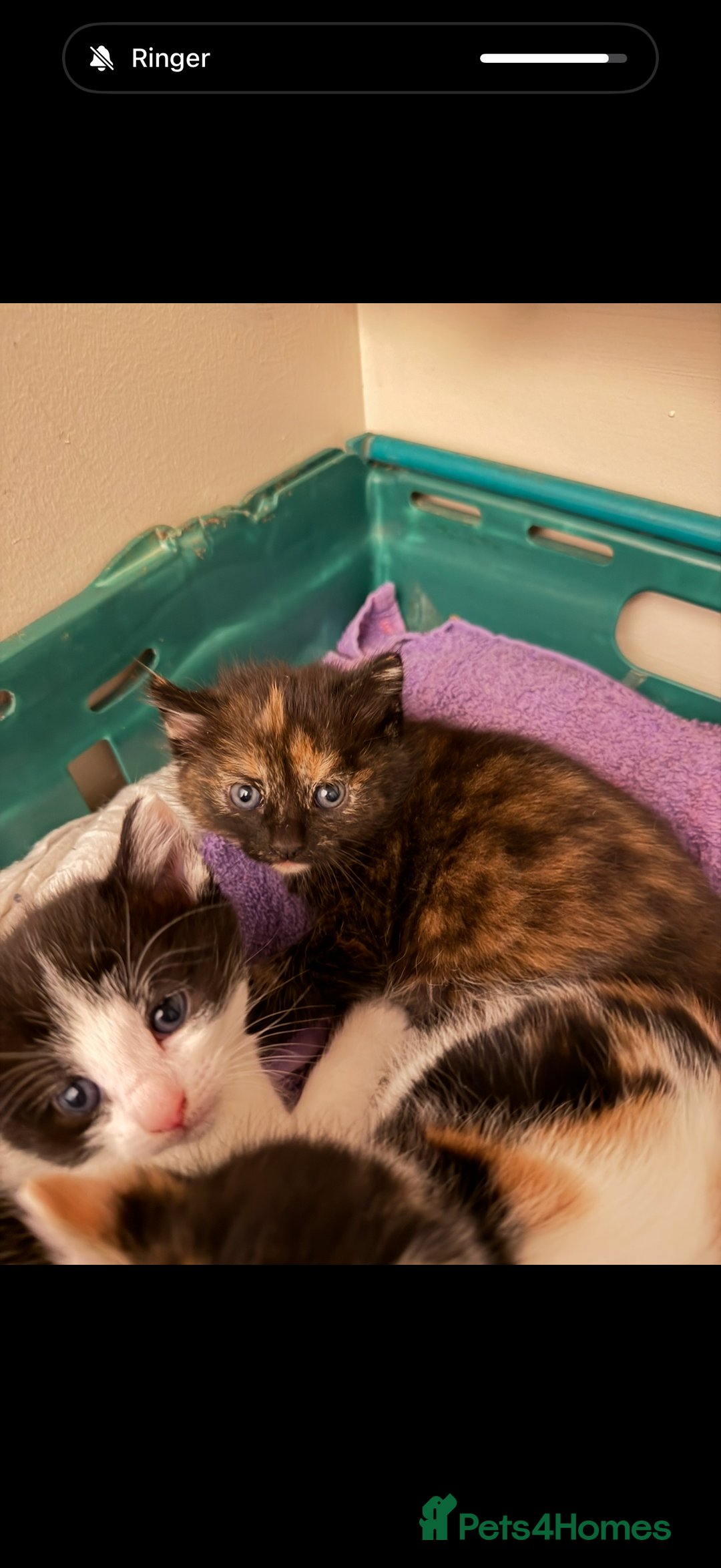 Mixed Breed cats for sale: 2 sweet kittens  - Image 7