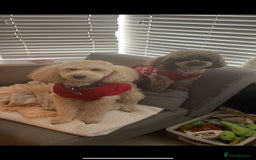 Toy Poodle dogs for sale: Toy poodles  - Advert 5