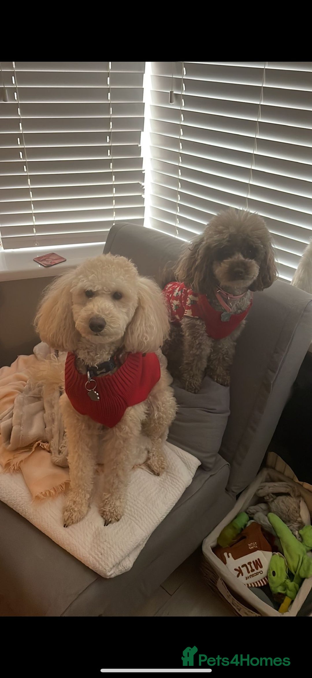 Toy Poodle dogs for sale: Toy poodles  - Advert 5