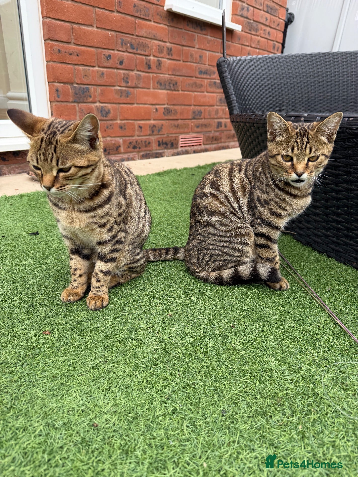 Mixed Breed cats 2 Kittens for sale - Advert 1