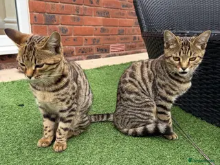Mixed Breed cats 2 Kittens for sale - Advert 2