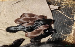 Cocker Spaniel dogs for stud: KC REGISTERED WORKING COCKER SPANIEL FOR STUD in Rhayader - Image 18