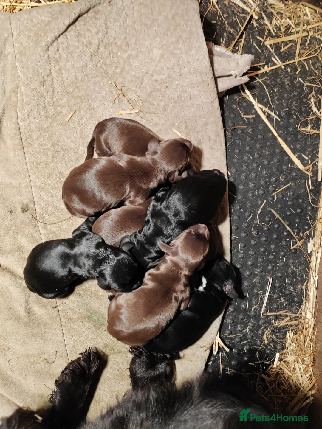 Cocker Spaniel dogs for stud: KC REGISTERED WORKING COCKER SPANIEL FOR STUD in Rhayader - Advert 18