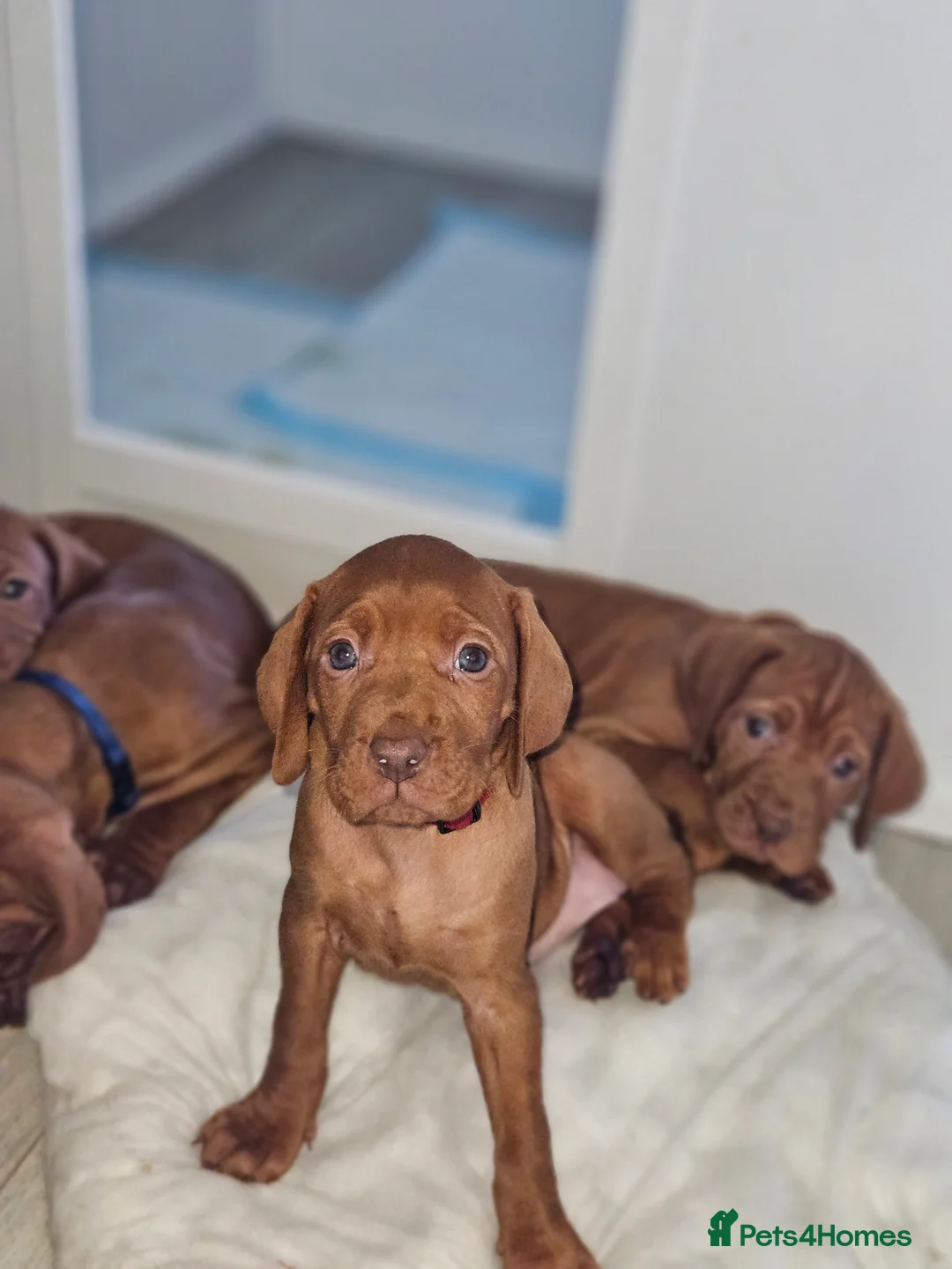 Hungarian Vizsla dogs for sale: 🏆🇭🇺 KC Registered fully trained HungarianVizsla - Advert 22