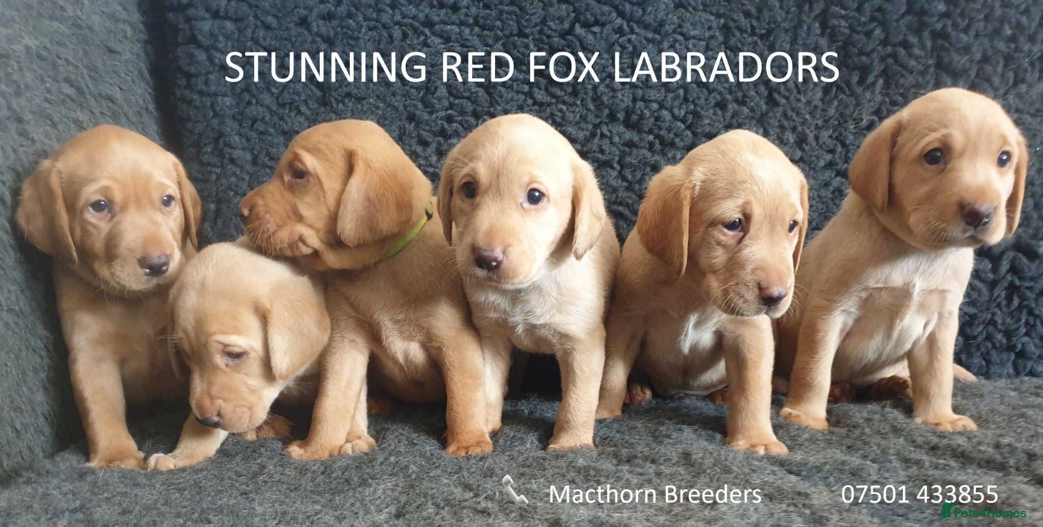 Labrador Retriever dogs Stunning Red Fox Labs-Health checked, KC Reg, FTCH - Advert 13