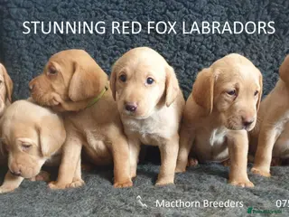 Labrador Retriever dogs Stunning Red Fox Labs-Health checked, KC Reg, FTCH - Advert 2