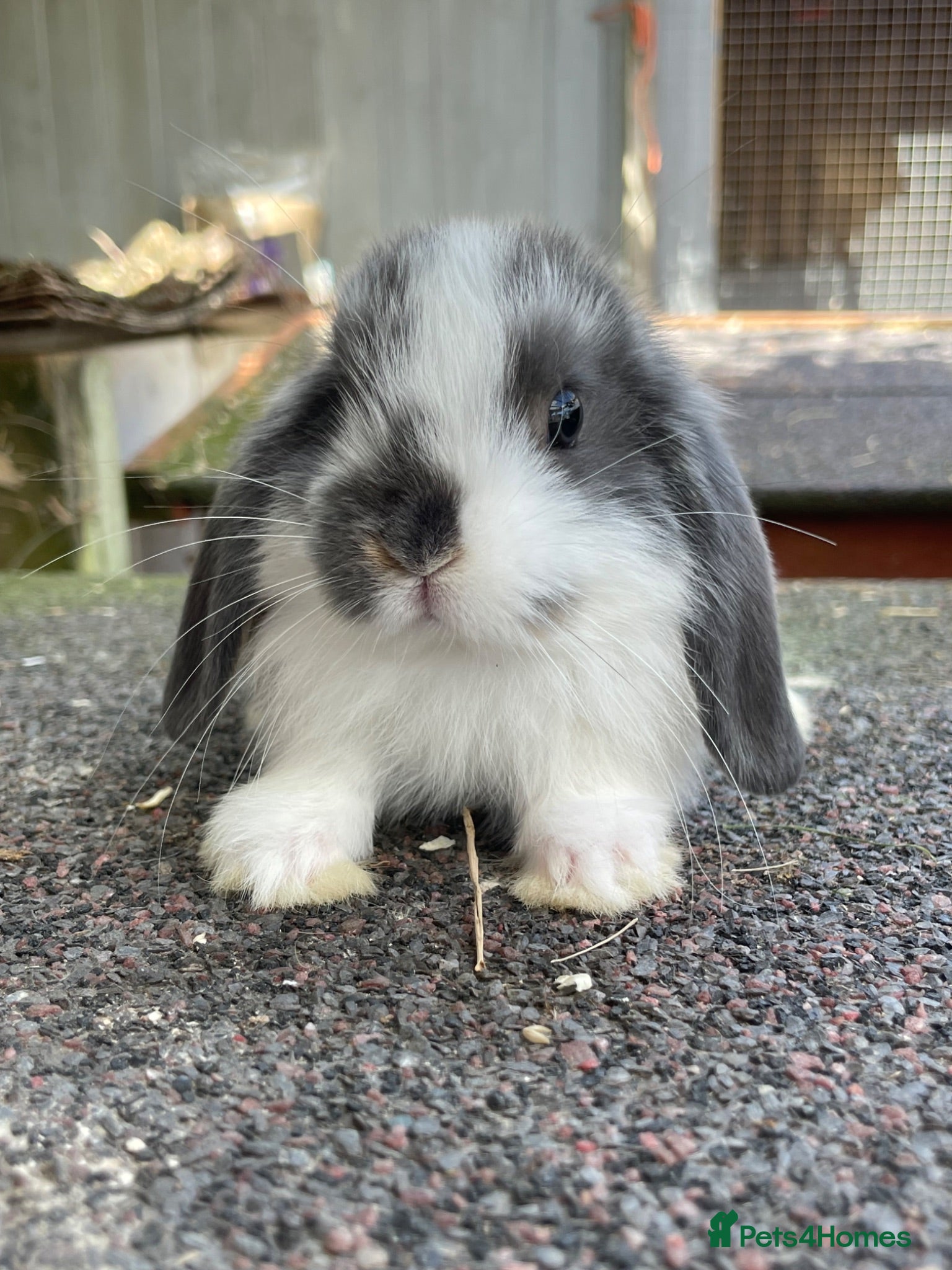 Mini Lop rabbits Beautiful mini lops looking for their forever home - Advert 1