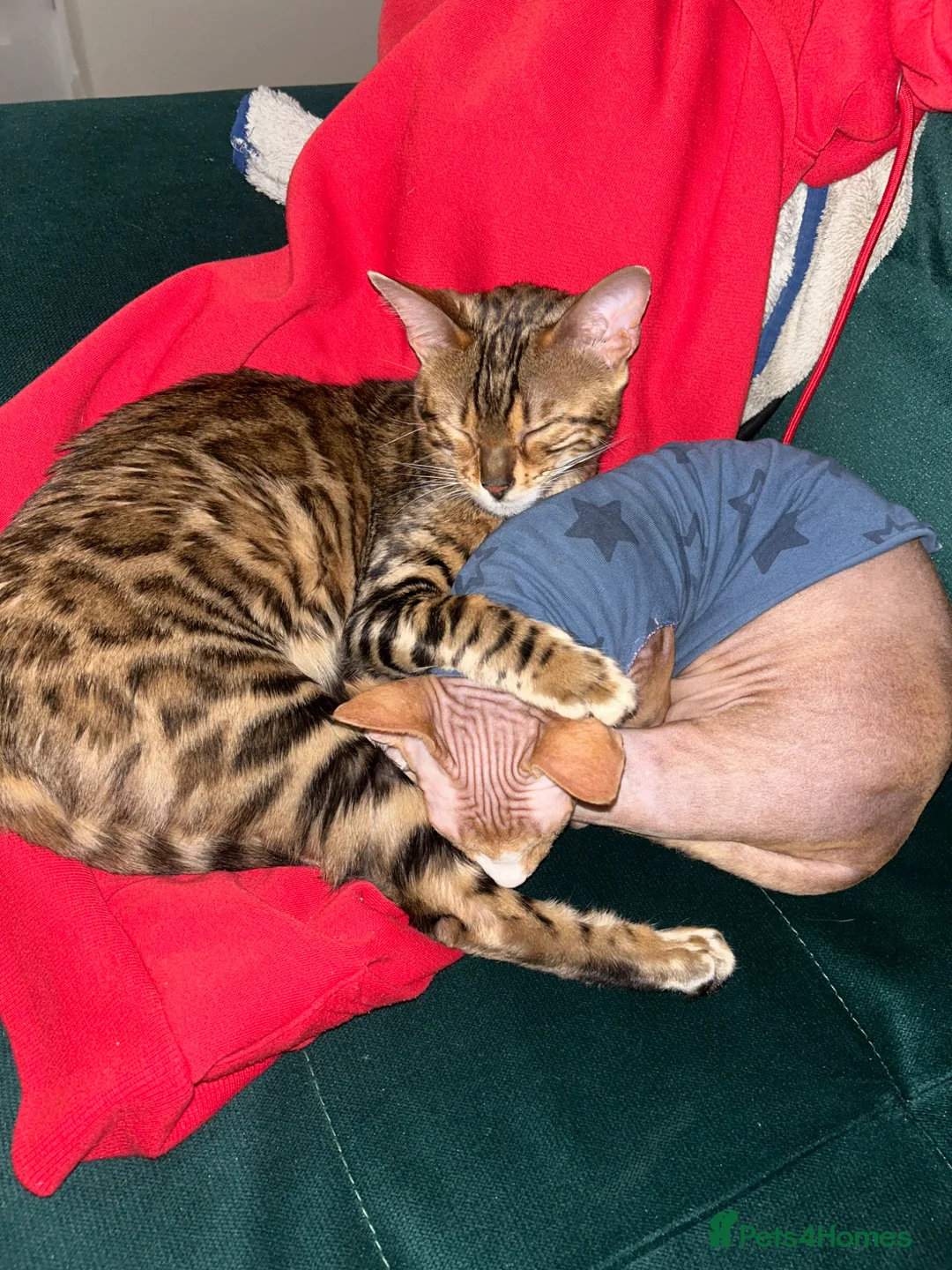 Sphynx cats for sale: For sale Sphynx female cat .  - Advert 3