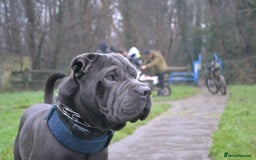 Shar Pei dogs for stud: Cane corso x shar pei - Image 5